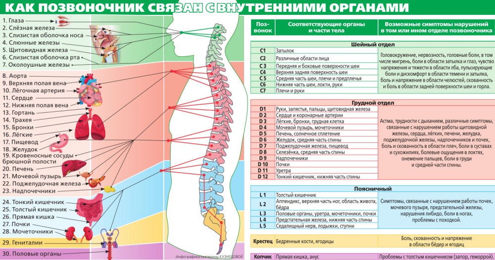 Иннервация грудного отдела позвоночника