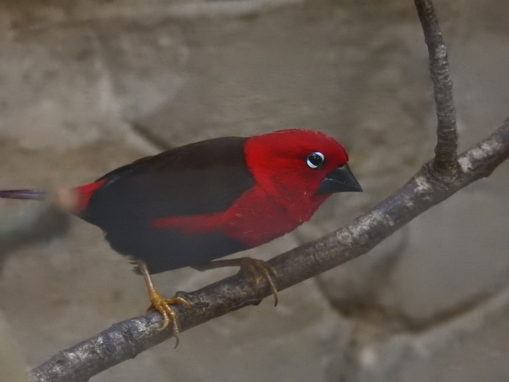 Pyrenestes Ostrinus)