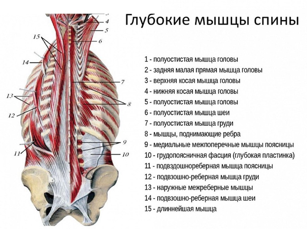 Поперечно-остистая мышца спины анатомия