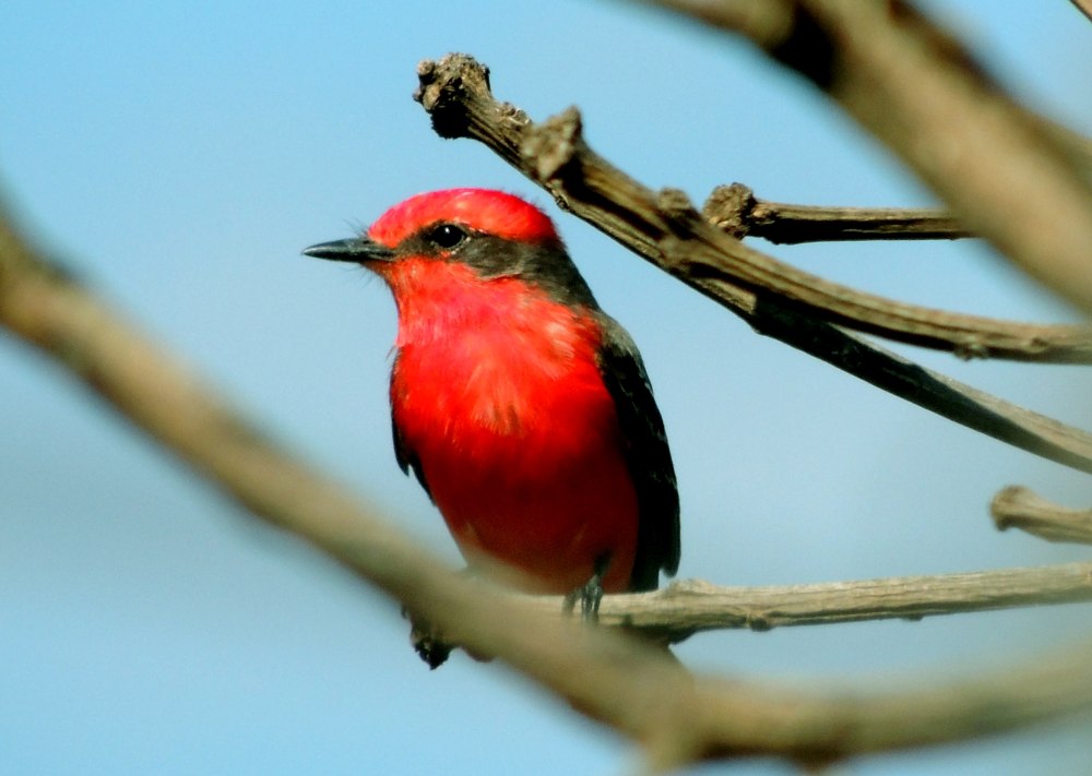 Ramphocelus bresilius
