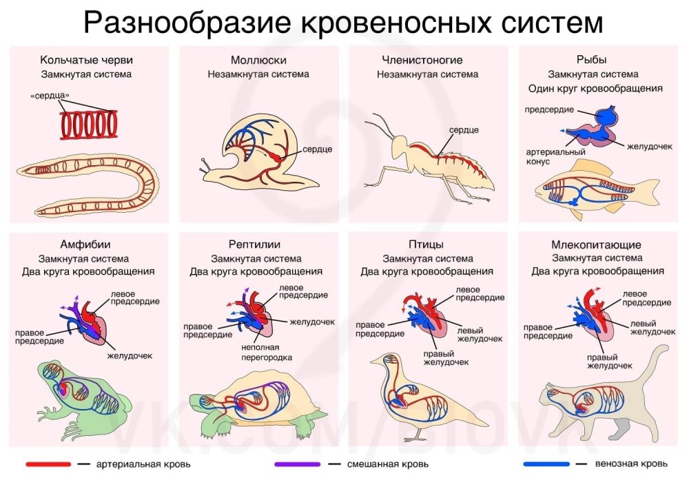 Эволюция кровеносной системы хордовых животных