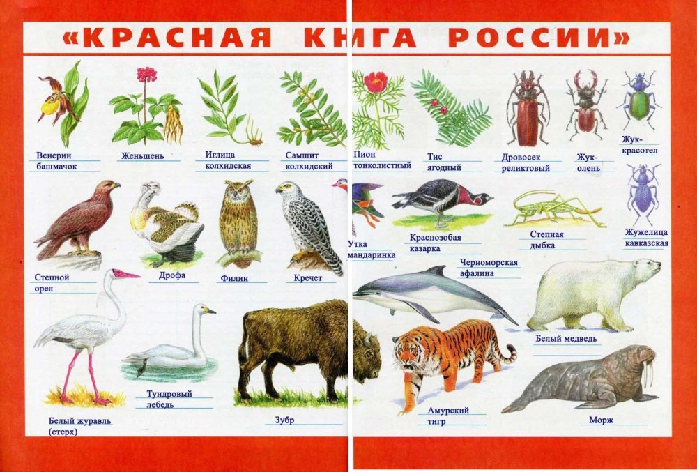 Окружающий мир 4 класс рабочая тетрадь 1 часть красная книга России