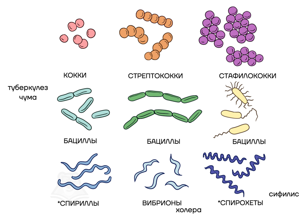 Стрептококки бациллы спириллы вибрионы