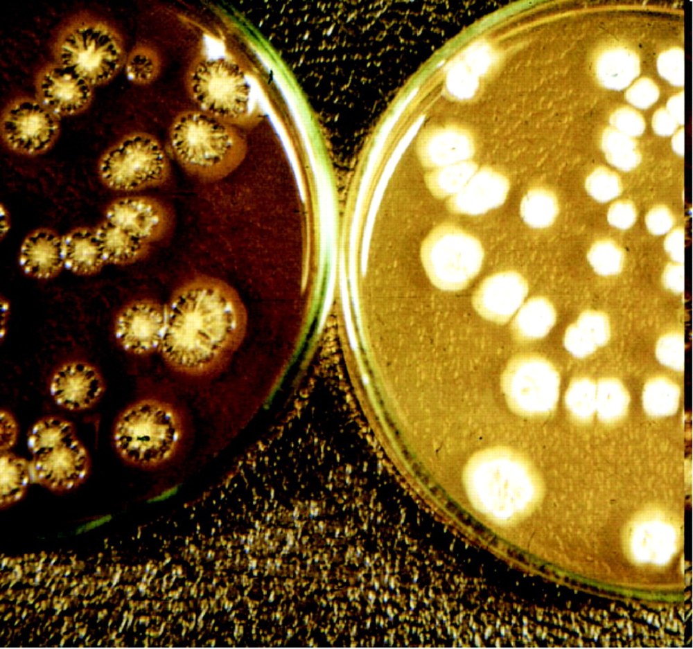 Streptomyces rimosus