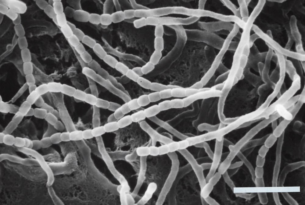 Streptomyces tsukubaensis