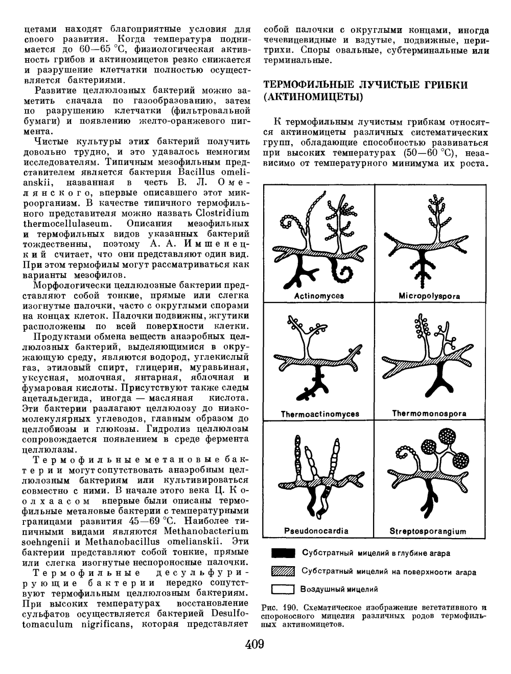 Субстратный мицелий актиномицетов