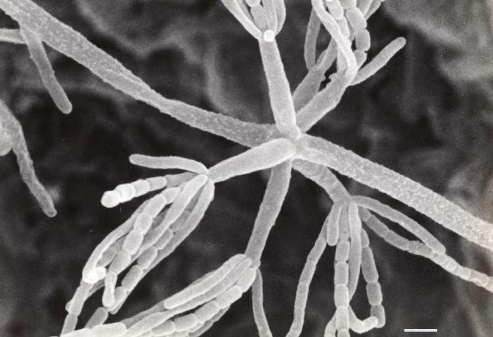 Streptomyces fradiae