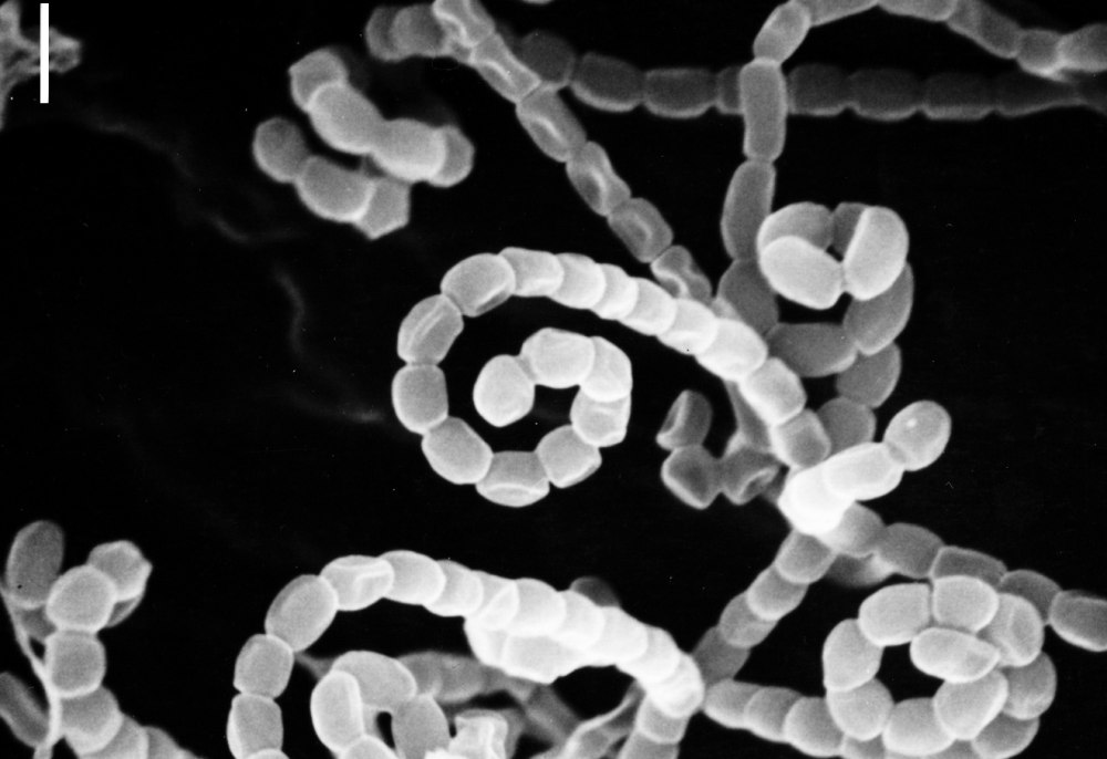 Актиномицеты рода Streptomyces
