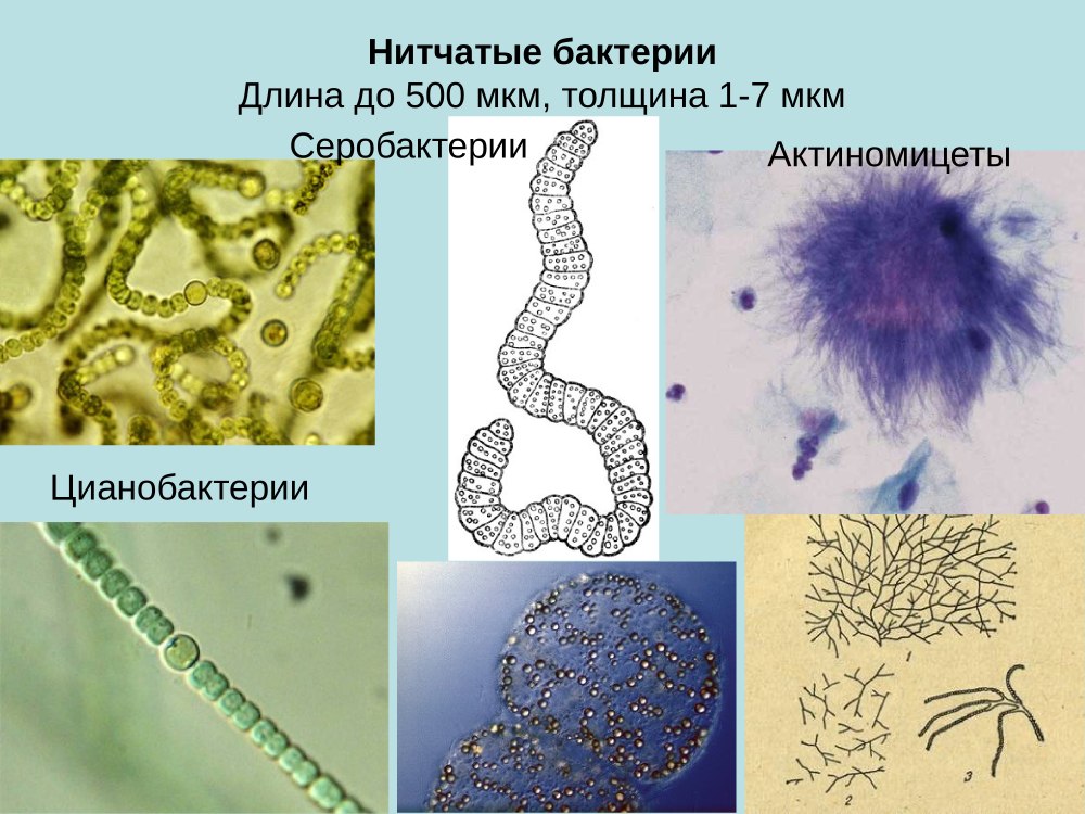 Цианобактерии и актиномицеты