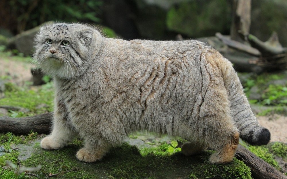 Горный кот Манул