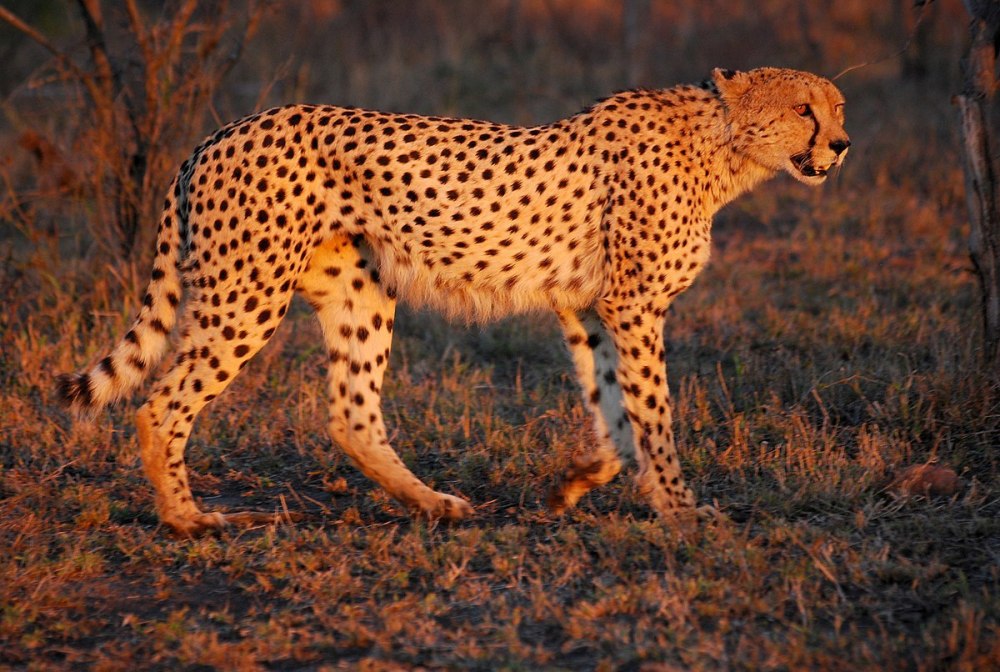 Acinonyx jubatus jubatus