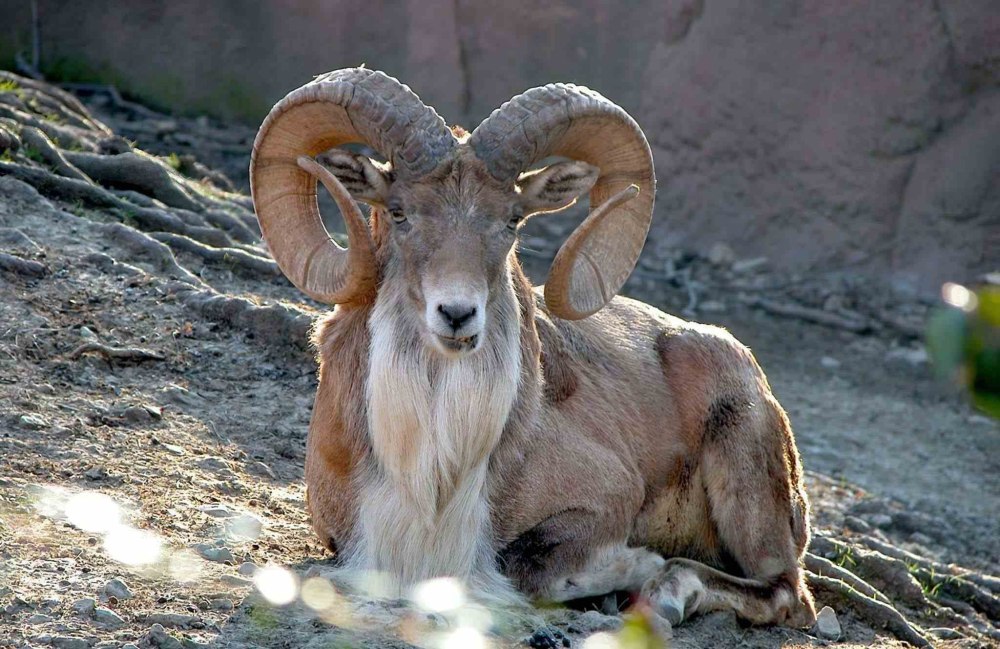 Ovis vignei