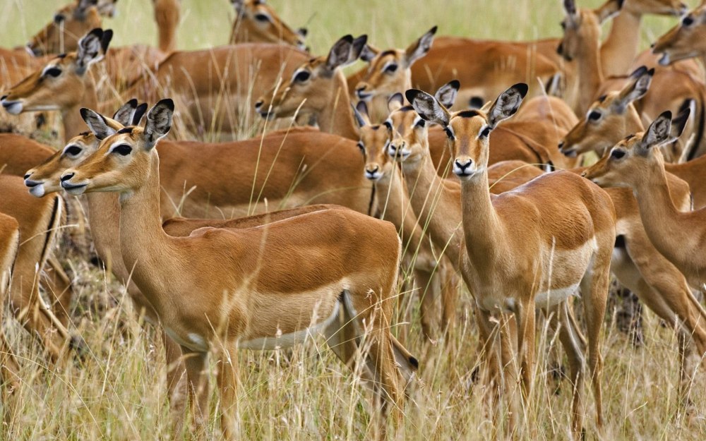 Масаи Мара Impala
