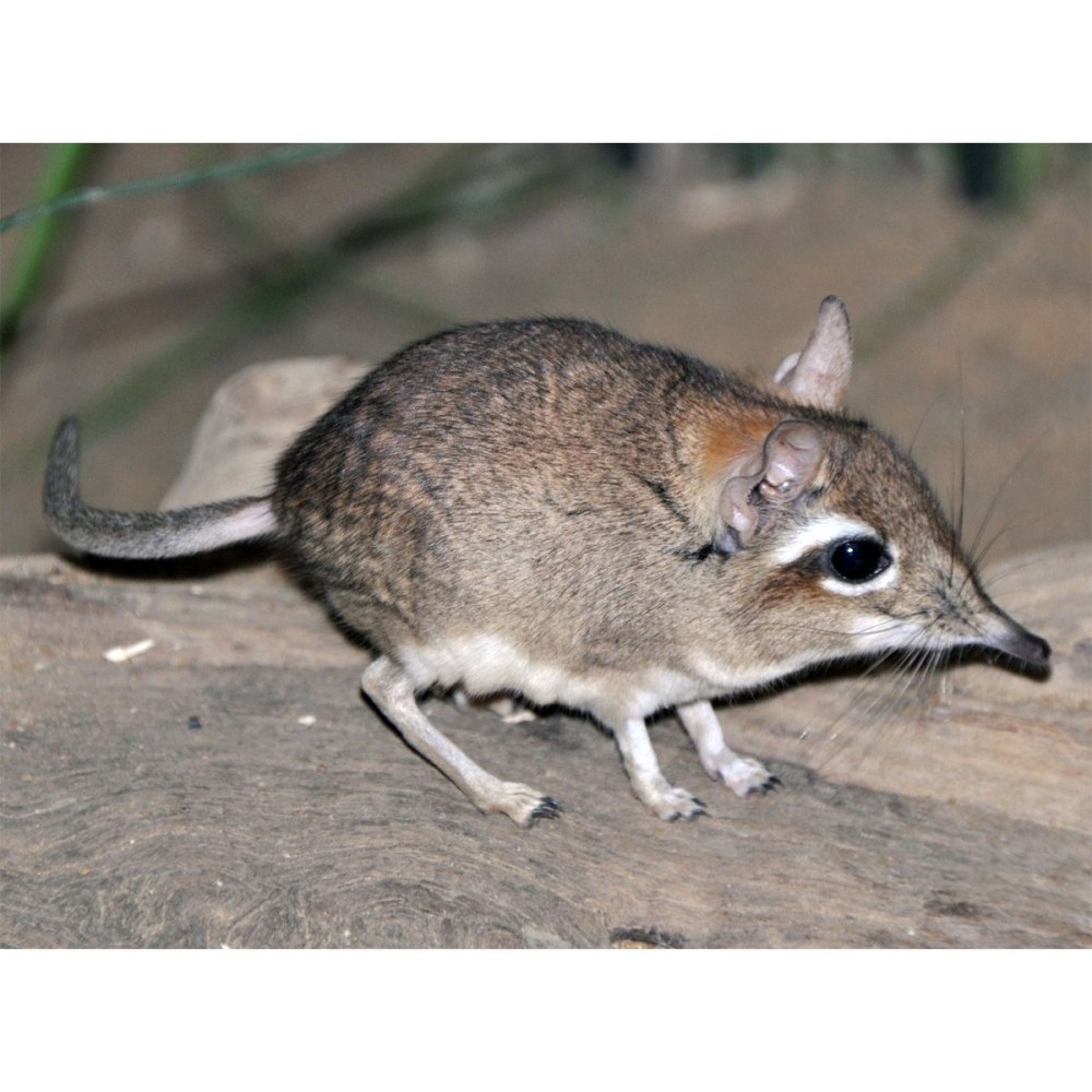 Elephantulus revoili