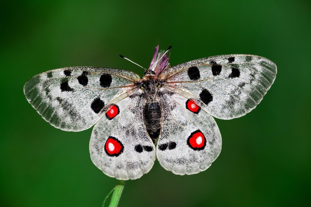 Аполлон обыкновенный (Parnassius Apollo)
