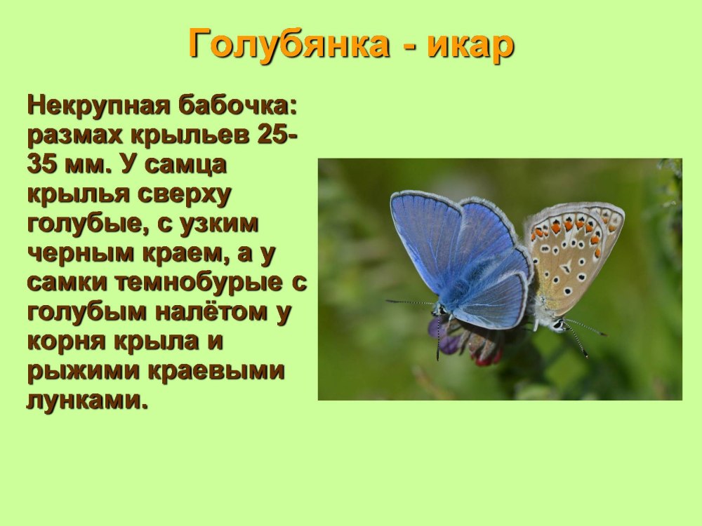 Голубянка красная книга краткое описание
