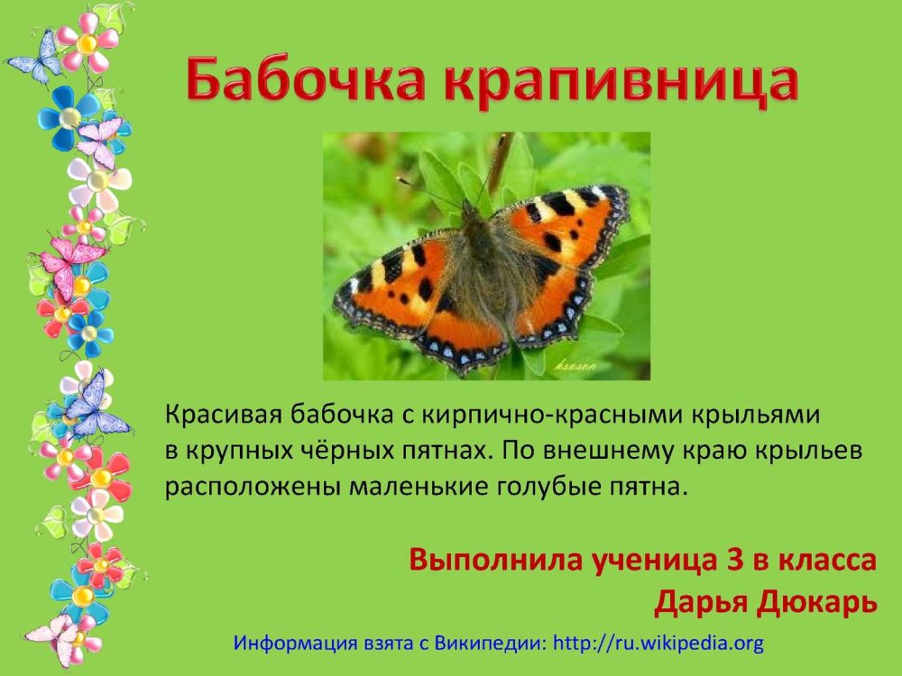 Бабочка крапивница проект