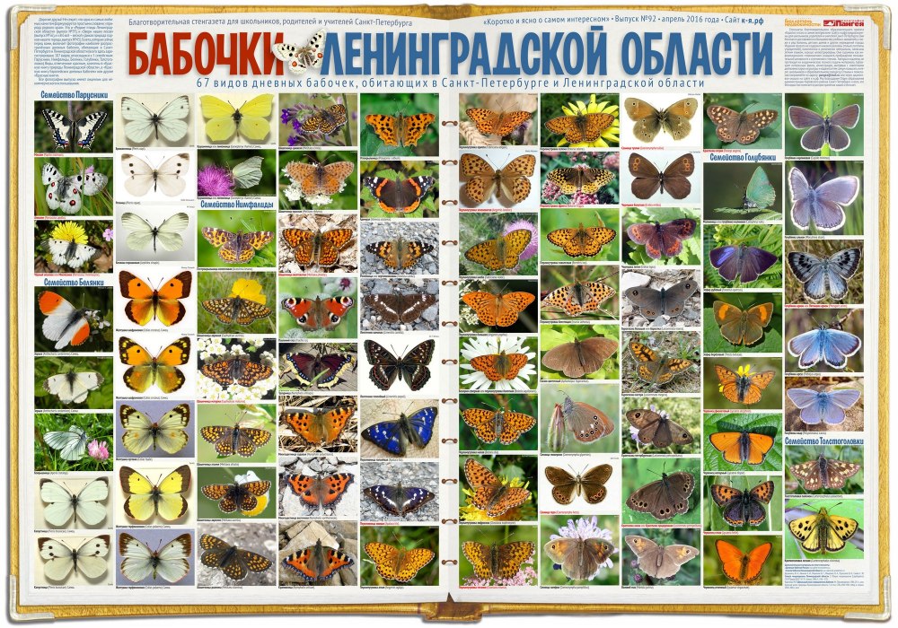 Бабочки Ленинградской области