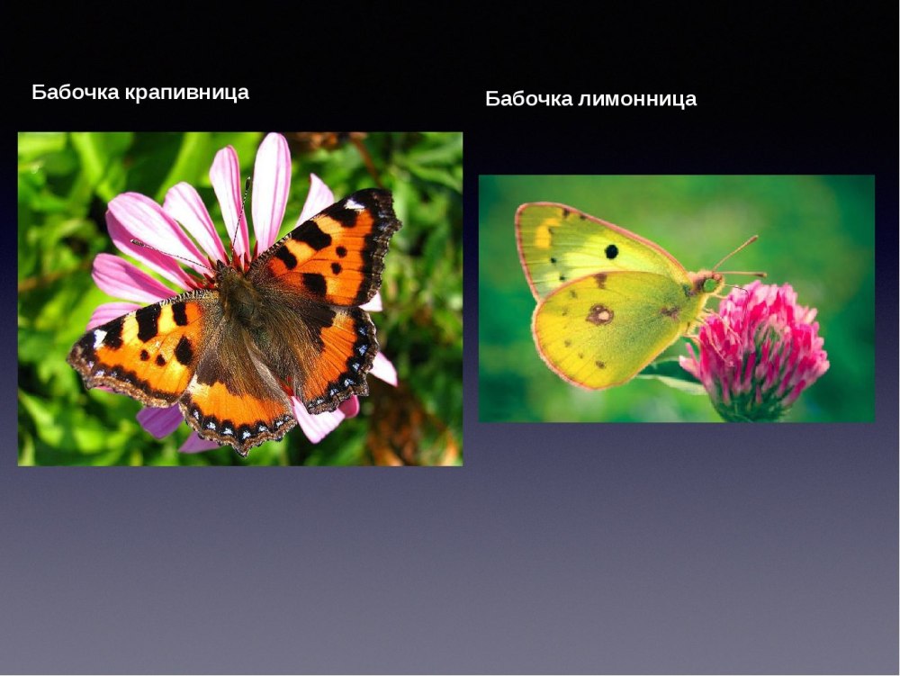 Адмирал лимонница