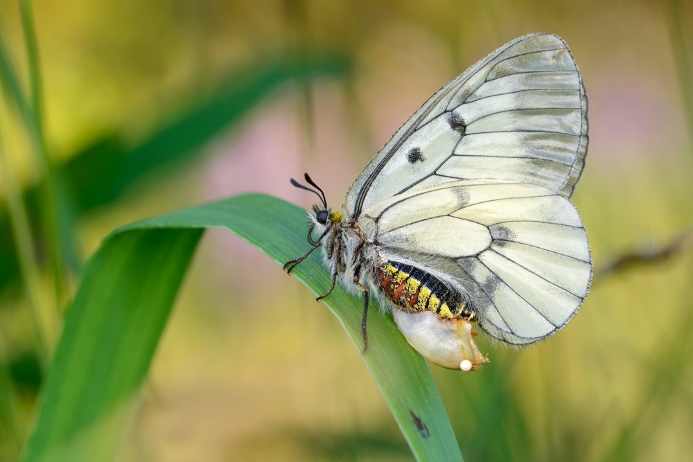 Мнемозина Parnassius Mnemosyne Linnaeus, 1758