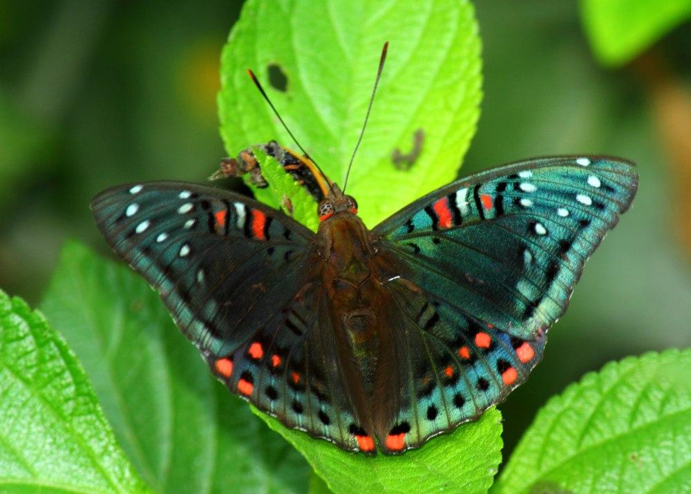 Euthalia lubentina
