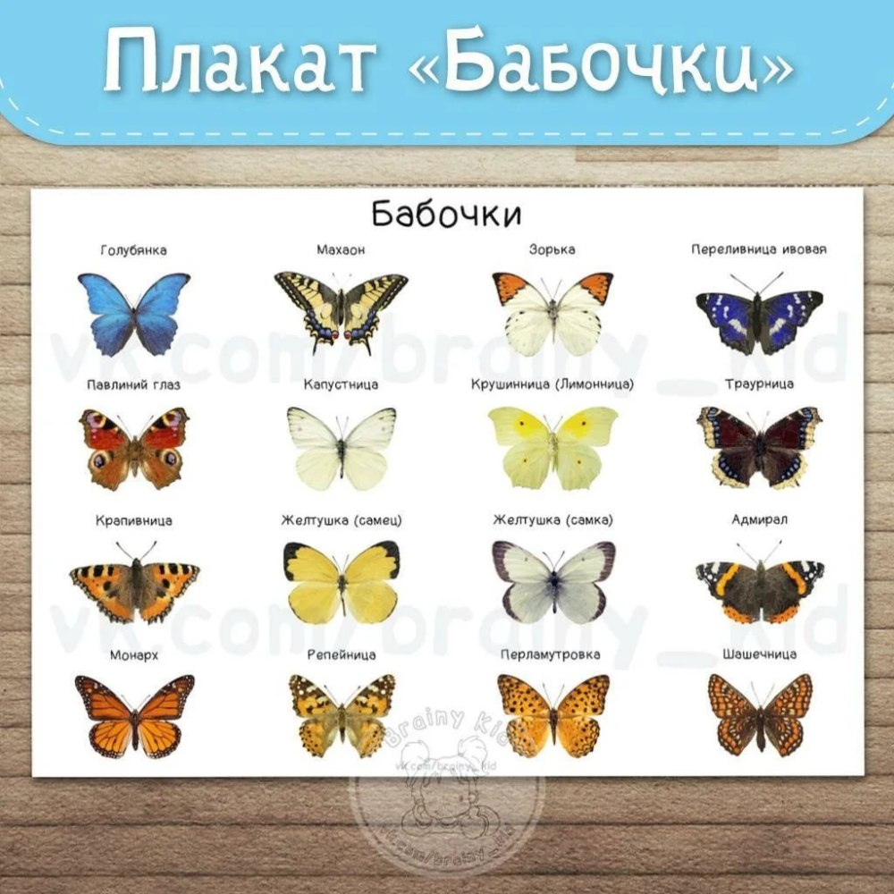 Название бабочек