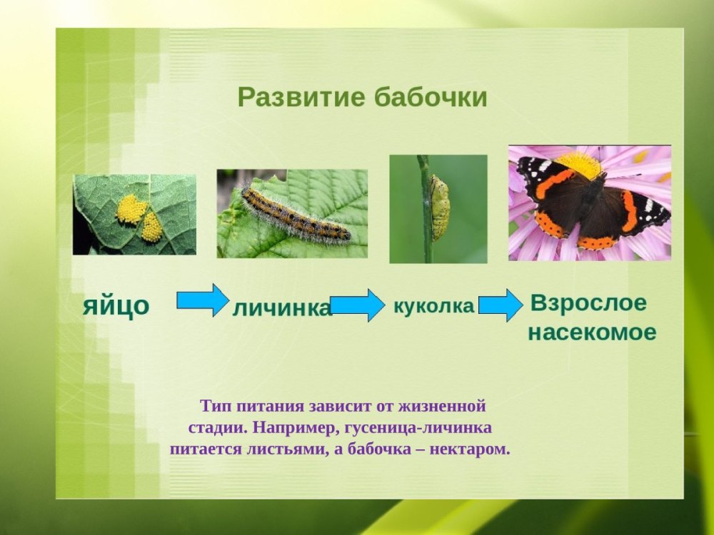 Жизненный цикл бабочки капустницы