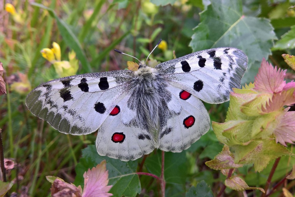 Аполлон обыкновенный (Parnassius Apollo, Linnaeus, 1758)
