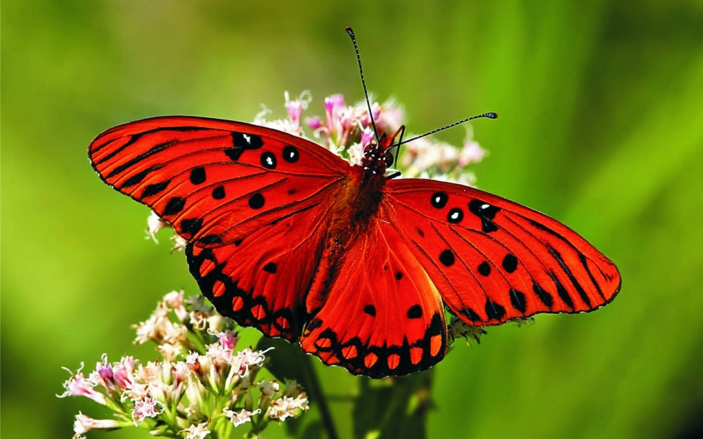 Бабочки охраняемые законом - картинки и фото poknok.art