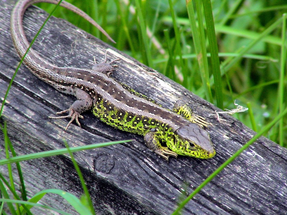 Прыткая ящерица Lacerta Agilis