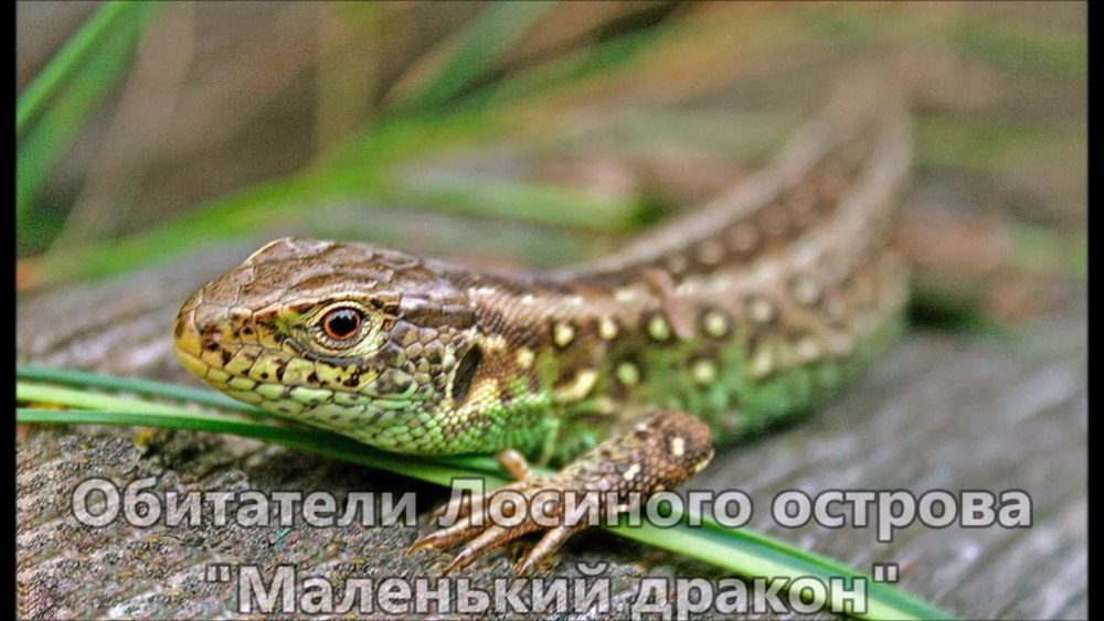 Прыткая ящерица обыкновенный Тритон