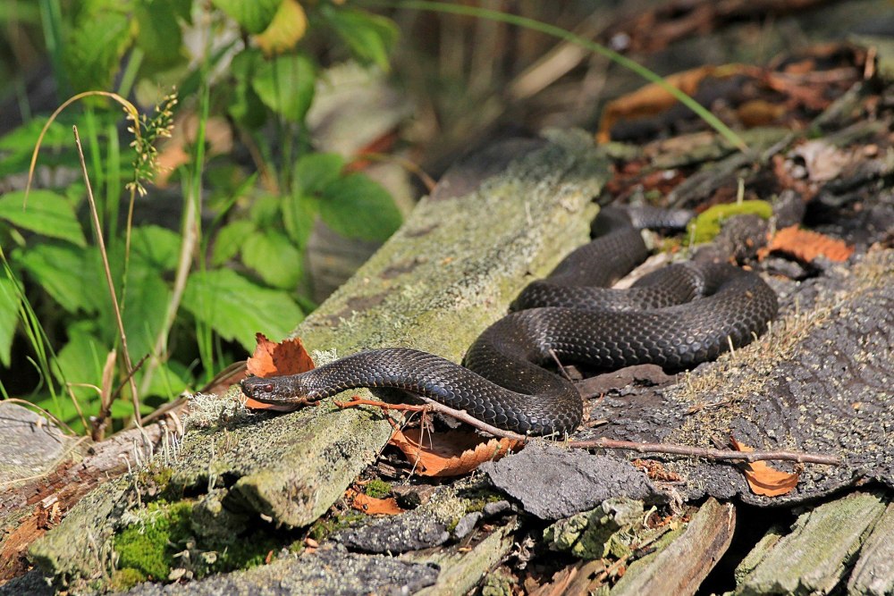Гадюка Никольского (Vipera nikolskii)
