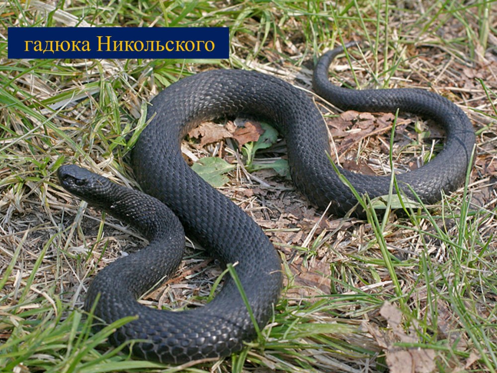 Гадюка Никольского (Vipera nikolskii)