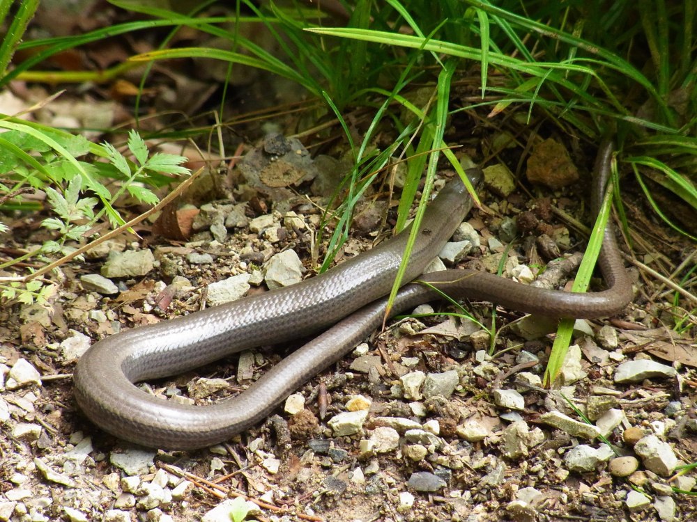 Anguis fragilis ломкая веретеница