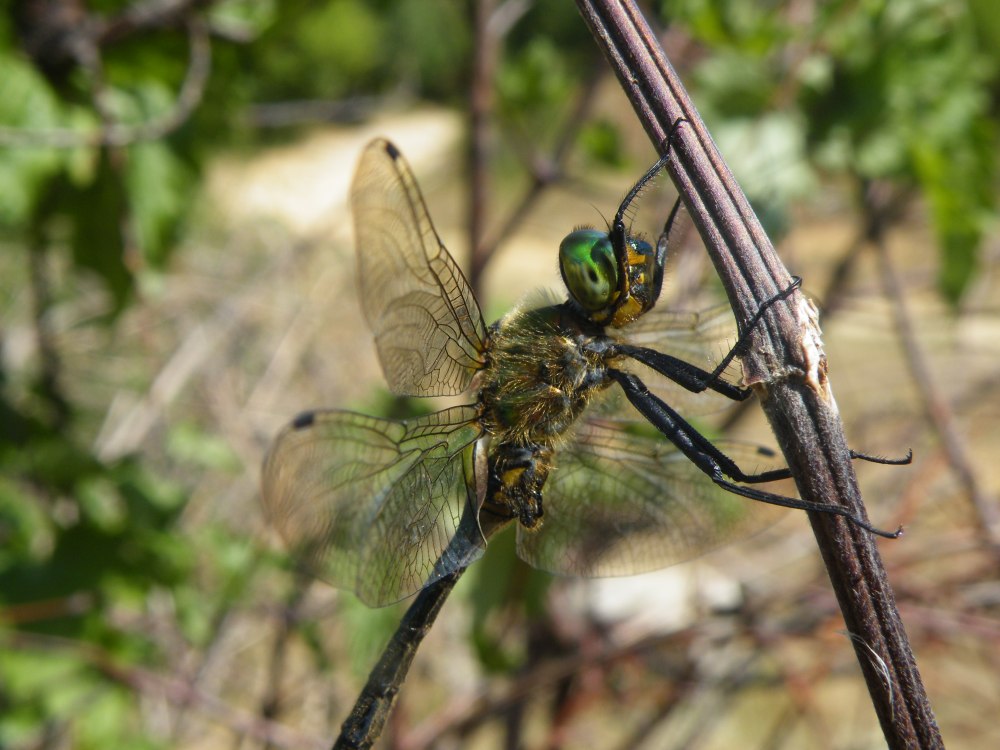 Somatochlora alpestris