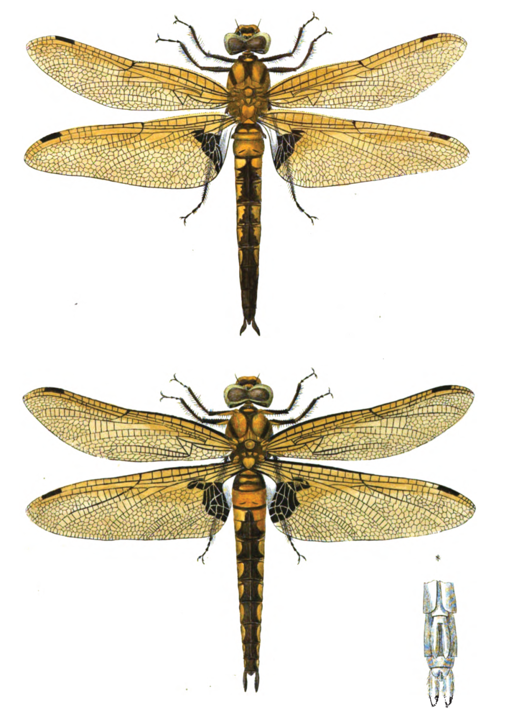 Бабка двупятнистая (Epitheca bimaculata)