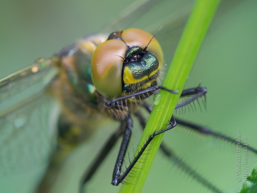 Somatochlora Metallica