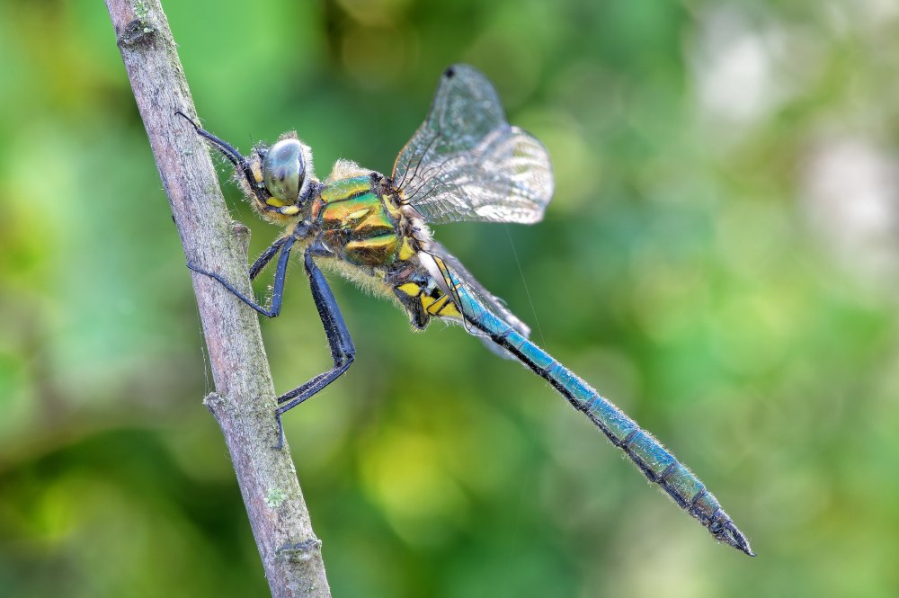 Somatochlora Metallica