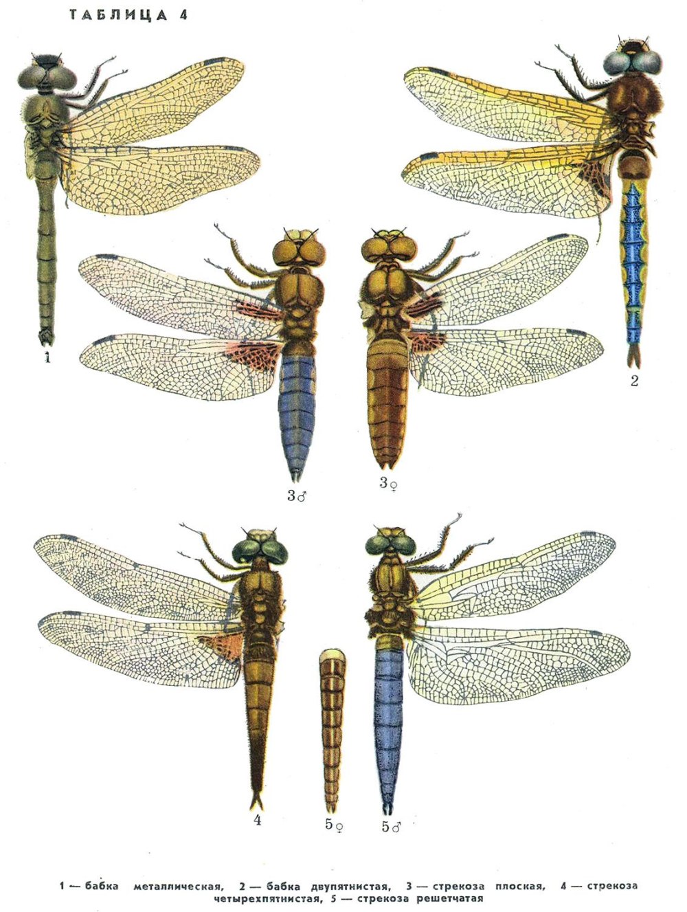 Стрекоза плоская Libellula depressa