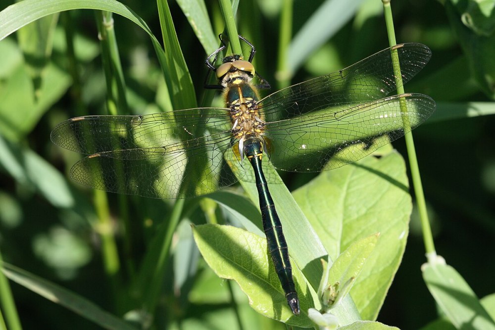 Somatochlora Metallica