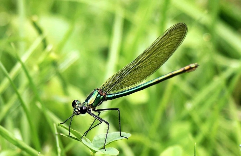 Бабка Арктическая (Somatochlora Arctica)