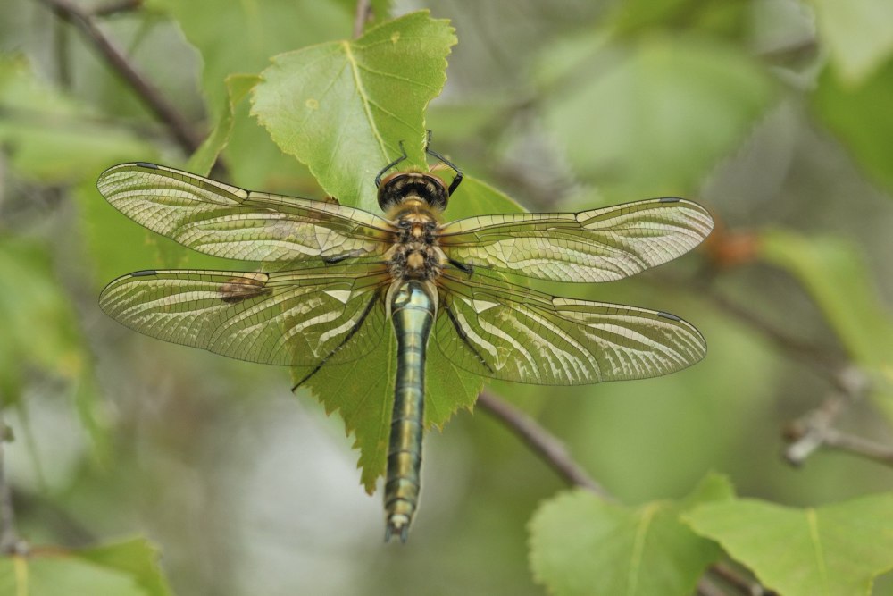 Cordulia aenea