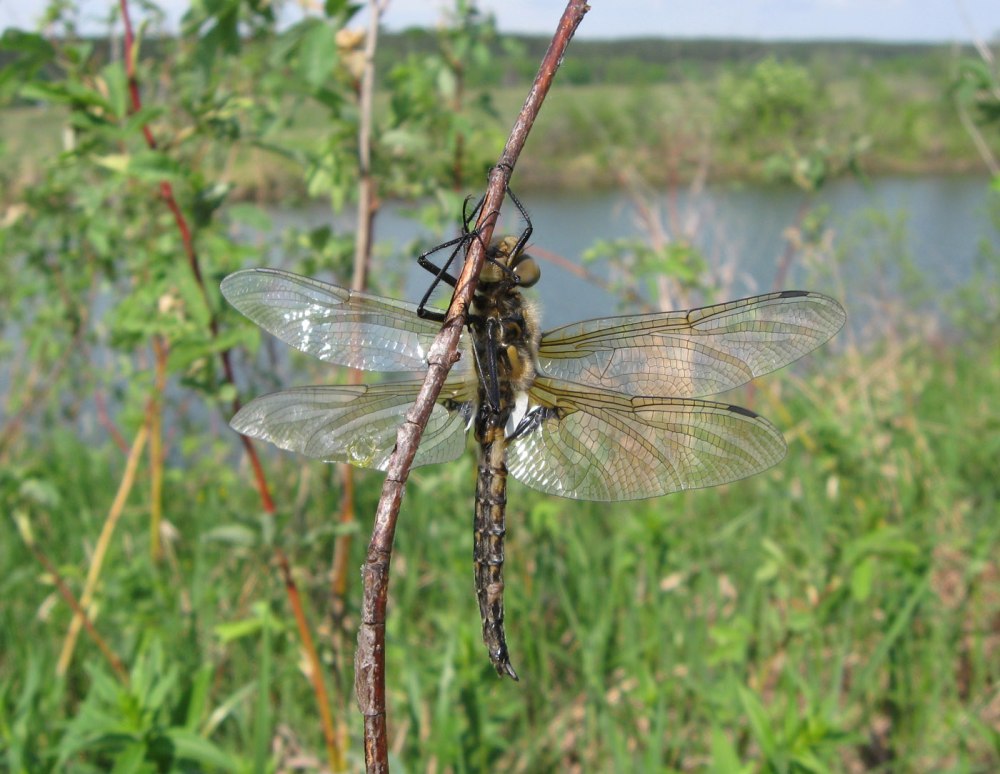Бабка двупятнистая (Epitheca bimaculata)