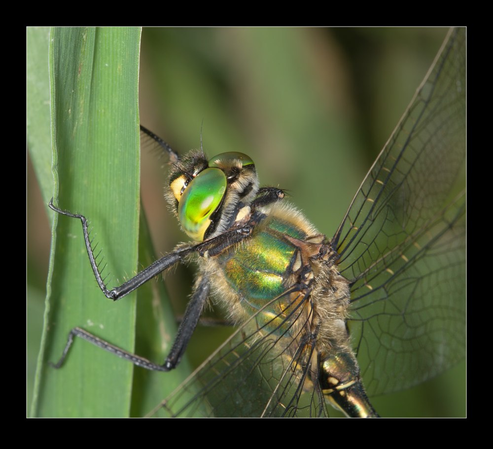 Somatochlora Metallica