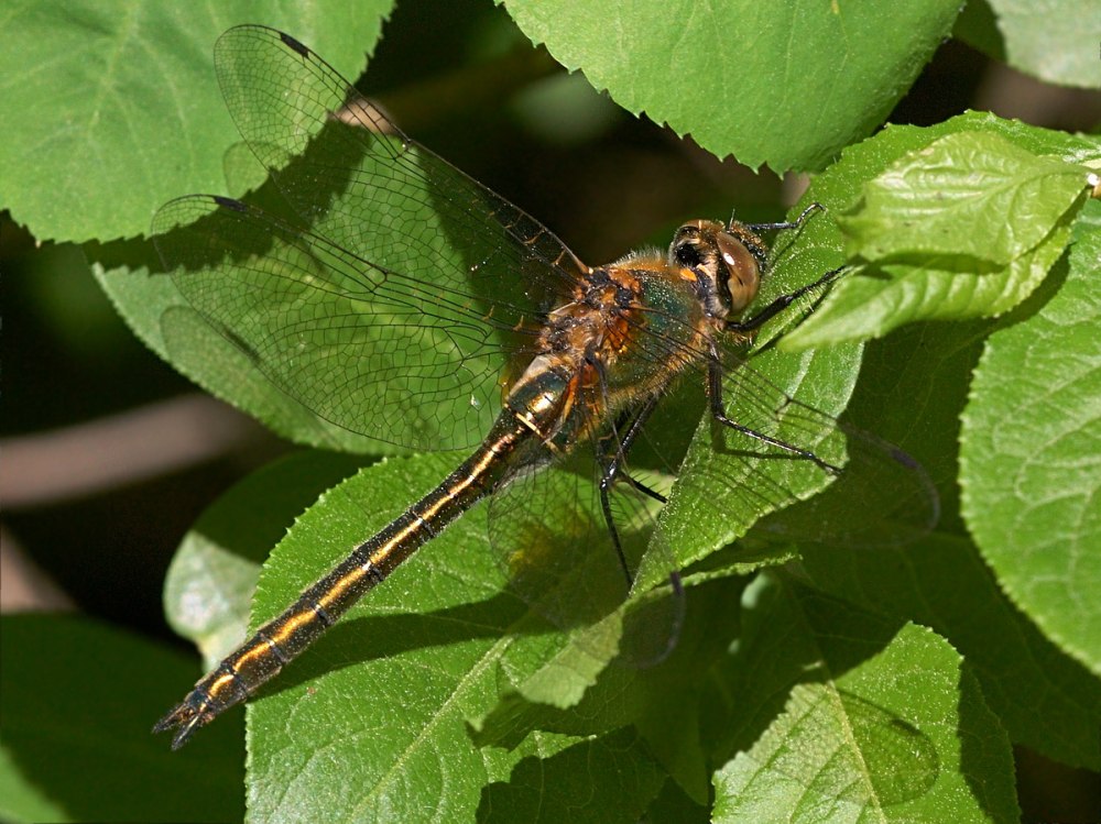 Бабка бронзовая (Cordulia aenea)
