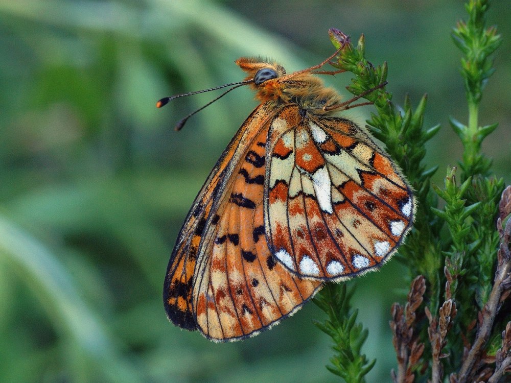 Boloria Euphrosyne