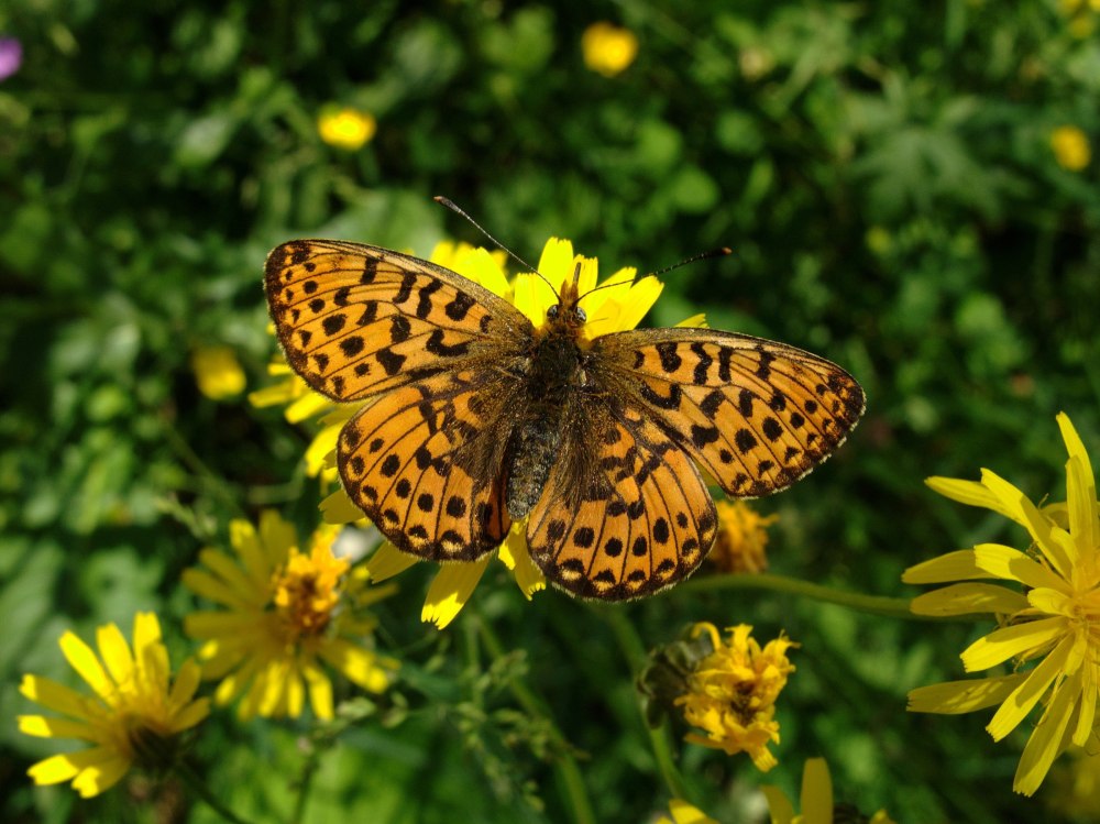 Boloria Euphrosyne