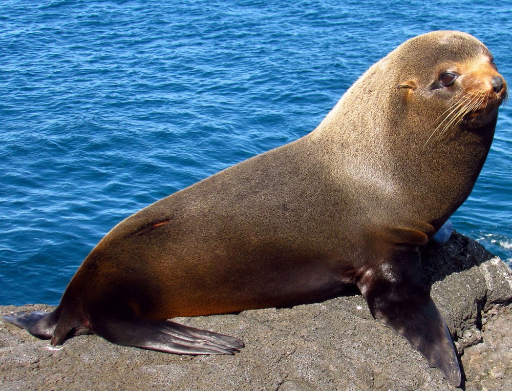 Галапагосский морской котик Arctocephalus Galapagoensis