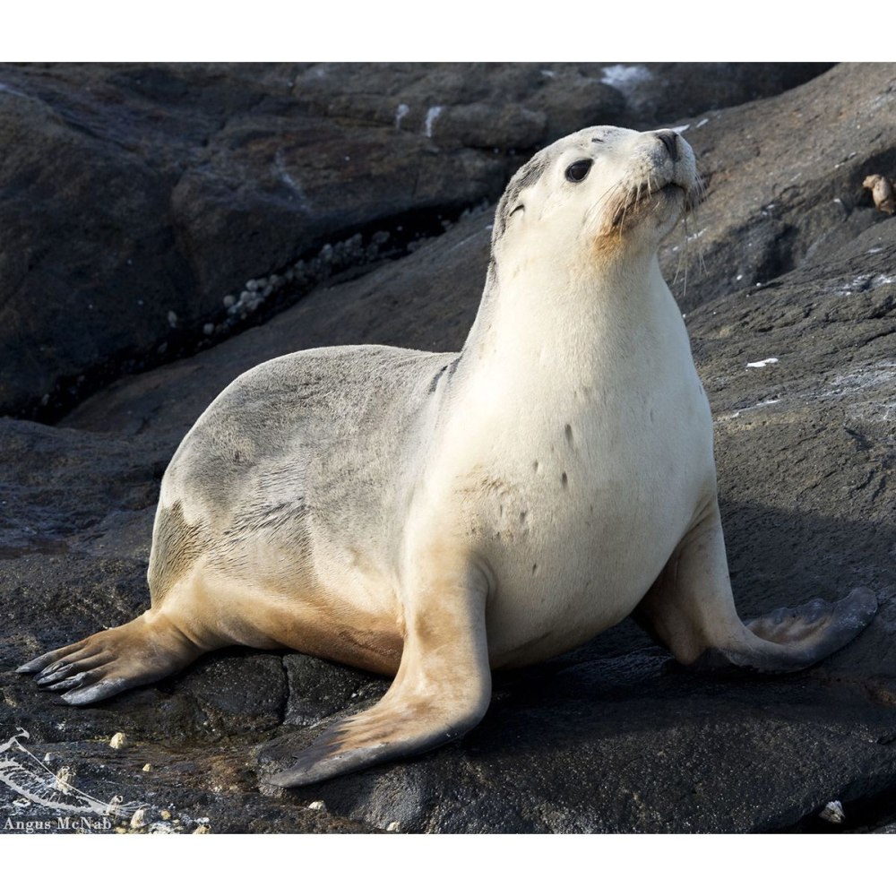 Австралийский морской Лев (Neophoca cinerea)