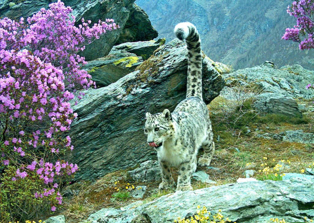 Саяно-Шушенский заповедник снежный Барс
